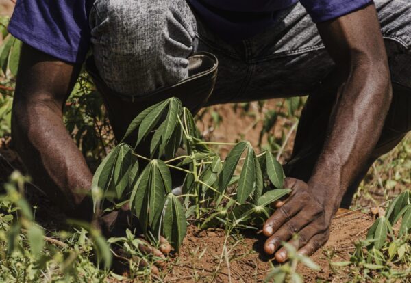 countryside-worker-planting-out-field