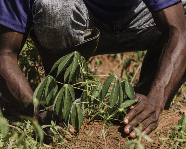 countryside-worker-planting-out-field